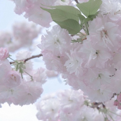 兽设火焰元素融合福瑞群